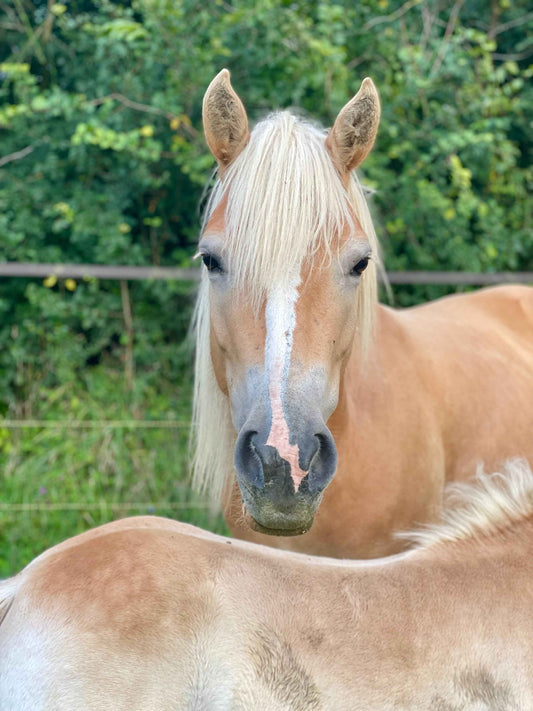 Le Haflinger, le poney d’or aux multiples talents